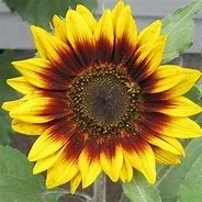 ring of fire sunflower..jfif