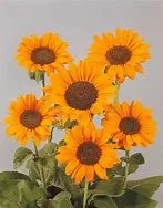 soraya sunflower pictures.jfif