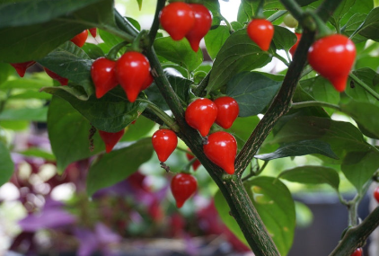 Hot Pepper Biquinho Red