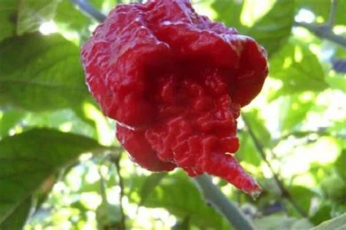 carolina reaper.jfif