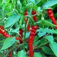 CAYENNE RED ORGANIC.jfif