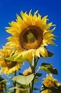 giant yellow sunflower.jfif