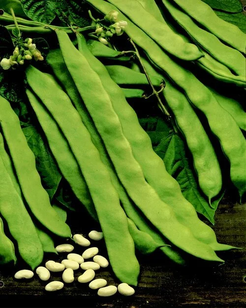 RUNNER BEAN HUNTER.jfif