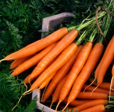 Carrot Early Nantes 2 Organic