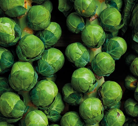 Brussels Sprout Brodie