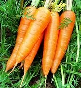 carrot1.jpg