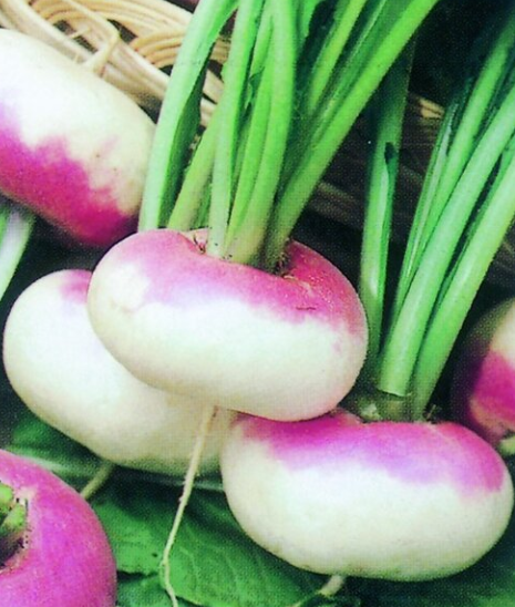 Turnip Purple Top Milan