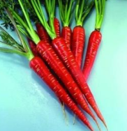 Carrot Red Samurai