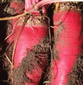 Mangleworzel mamoth.PNG