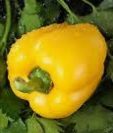 Sweet pepper giallo.PNG