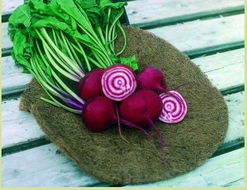 Beet Chiaoggia.PNG