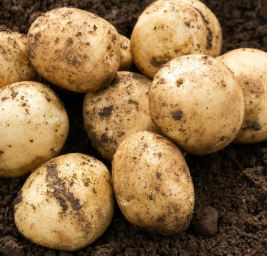 Potato Pentland Javelin. (Early).  Best Seller! £5.99 for 1kg.  Cheaper than our bigger competitors. Order now to avoid disapointment for delivery mid January.
