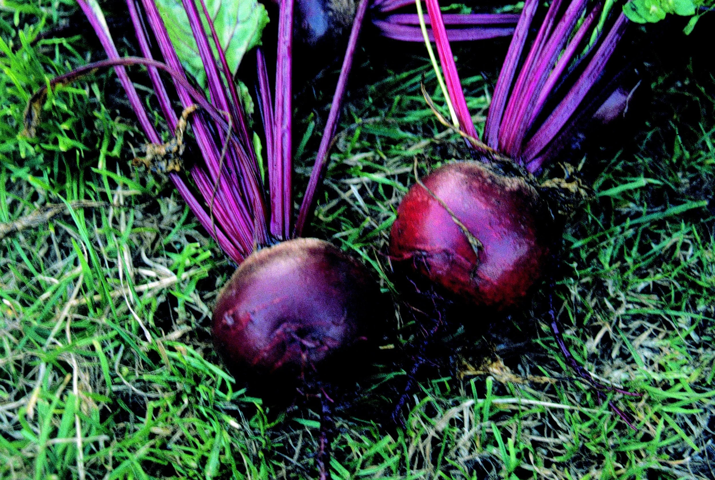 Beetroot Pablo (Beta Vulgaris) F1. Gardeners Favourite £2.00 for 250 seeds