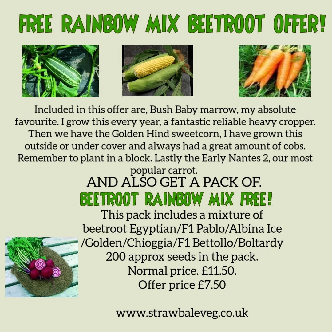 Rainbow Mix Beetroot Offer.