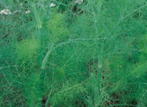 Fennel. Common.
