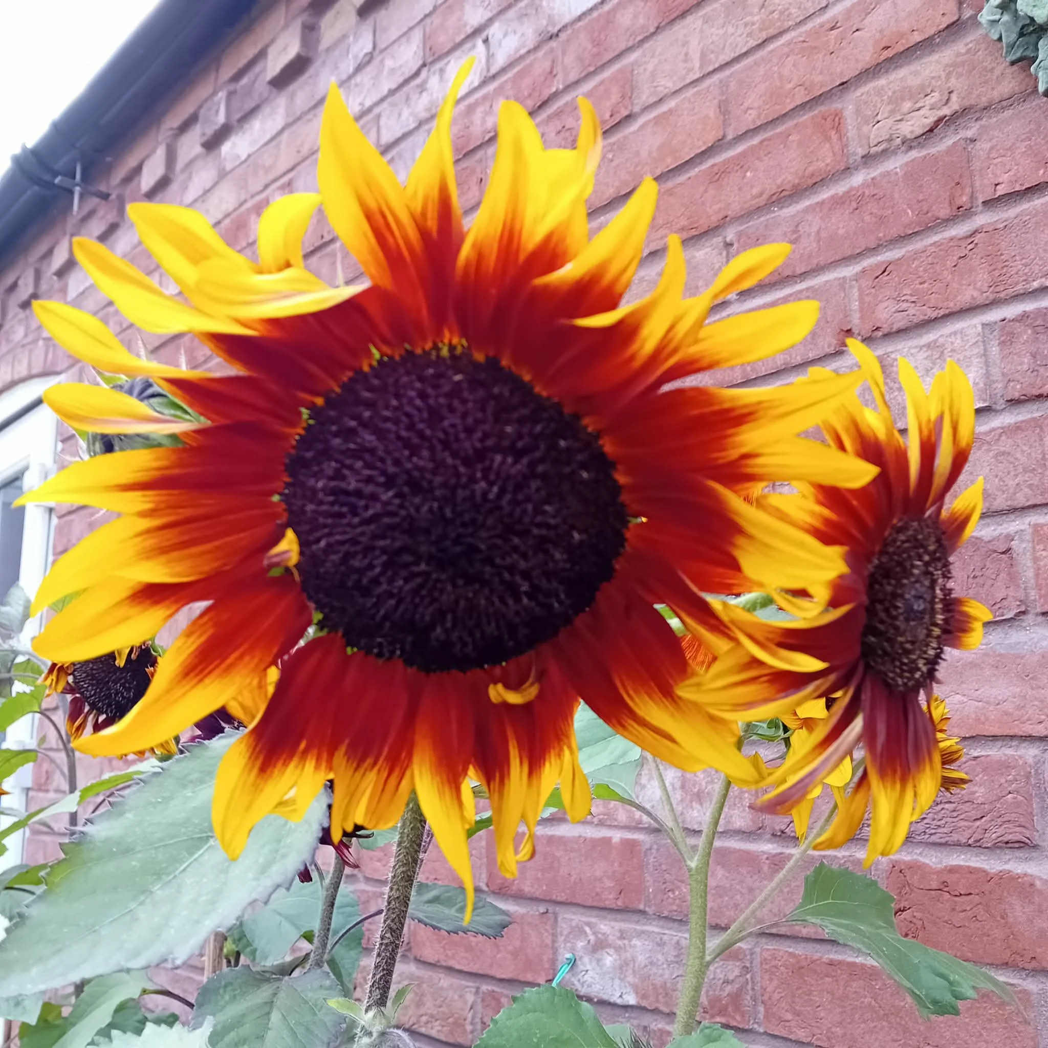 A beautiful sunflower.