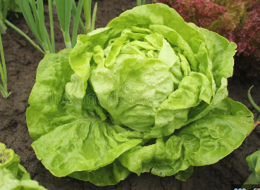 All year roun lettuce.PNG