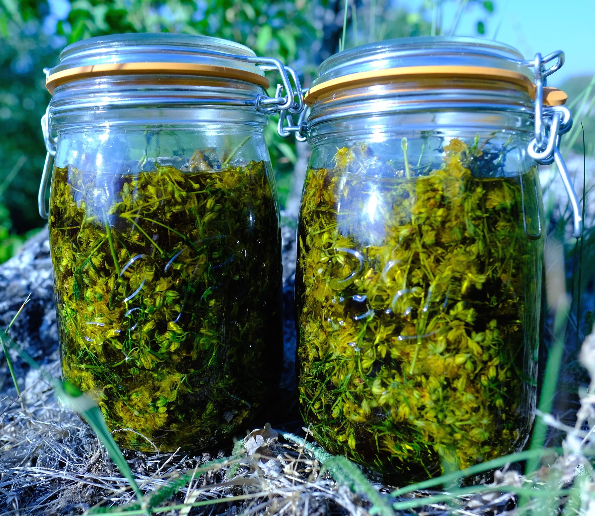 St John's Wort infusion made with olive oil on the eve of the summer solstice. After four to six weeks in the warmth of the sunshine and the cool of the moonlight, it should turn a deep amber colour.
