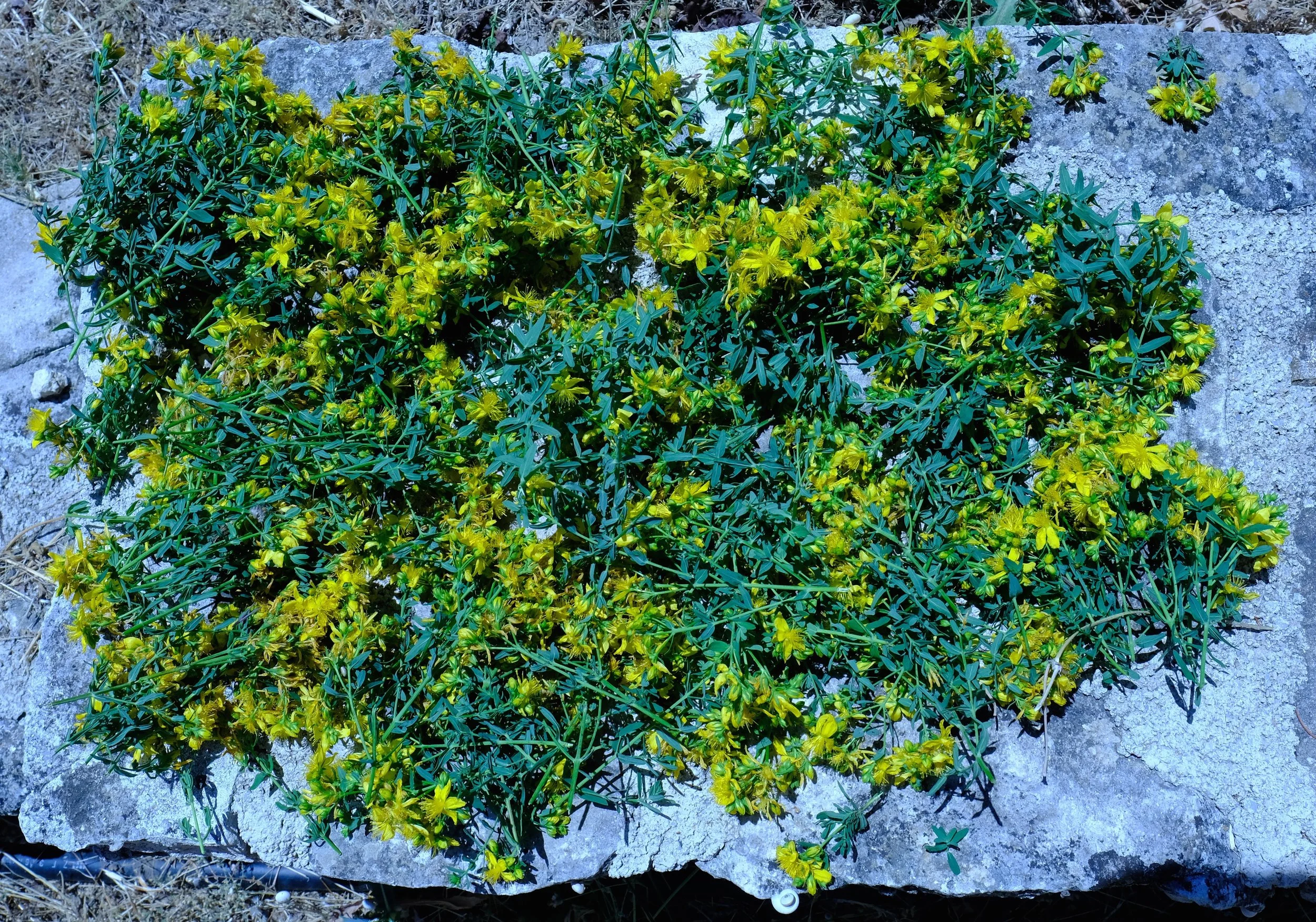 Hypericum flowers drying out in the sunshine.