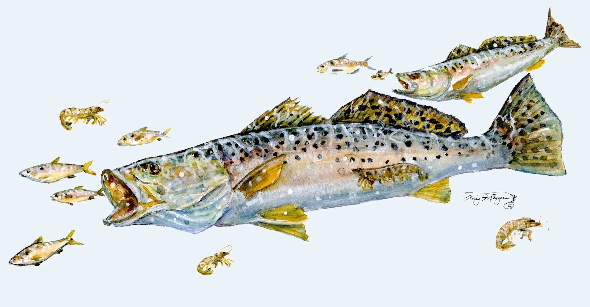 Seatrout Study