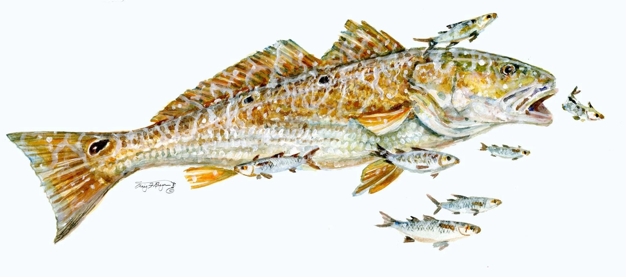 Redfish Study