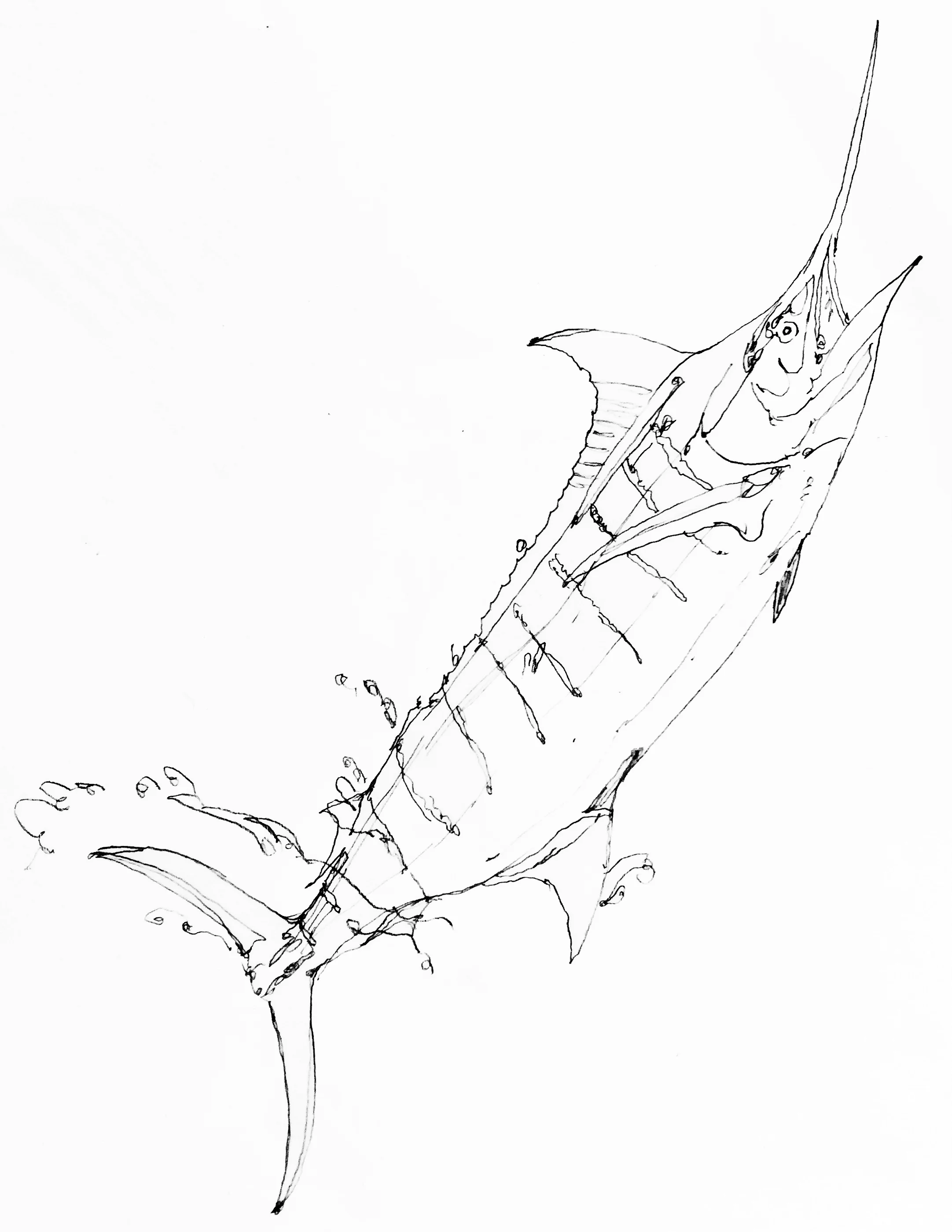 Black Marlin