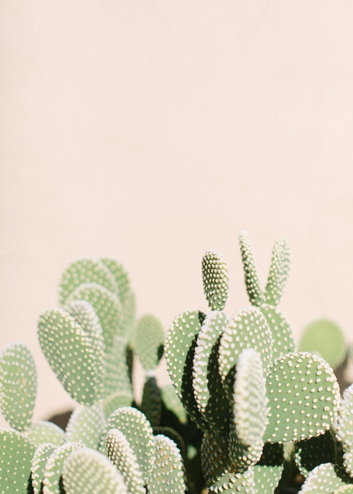 Cactus Print No 05 Loft Creative