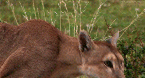 giphy-3.gif
