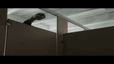 UntimelyBonyDuiker-max-1mb.gif