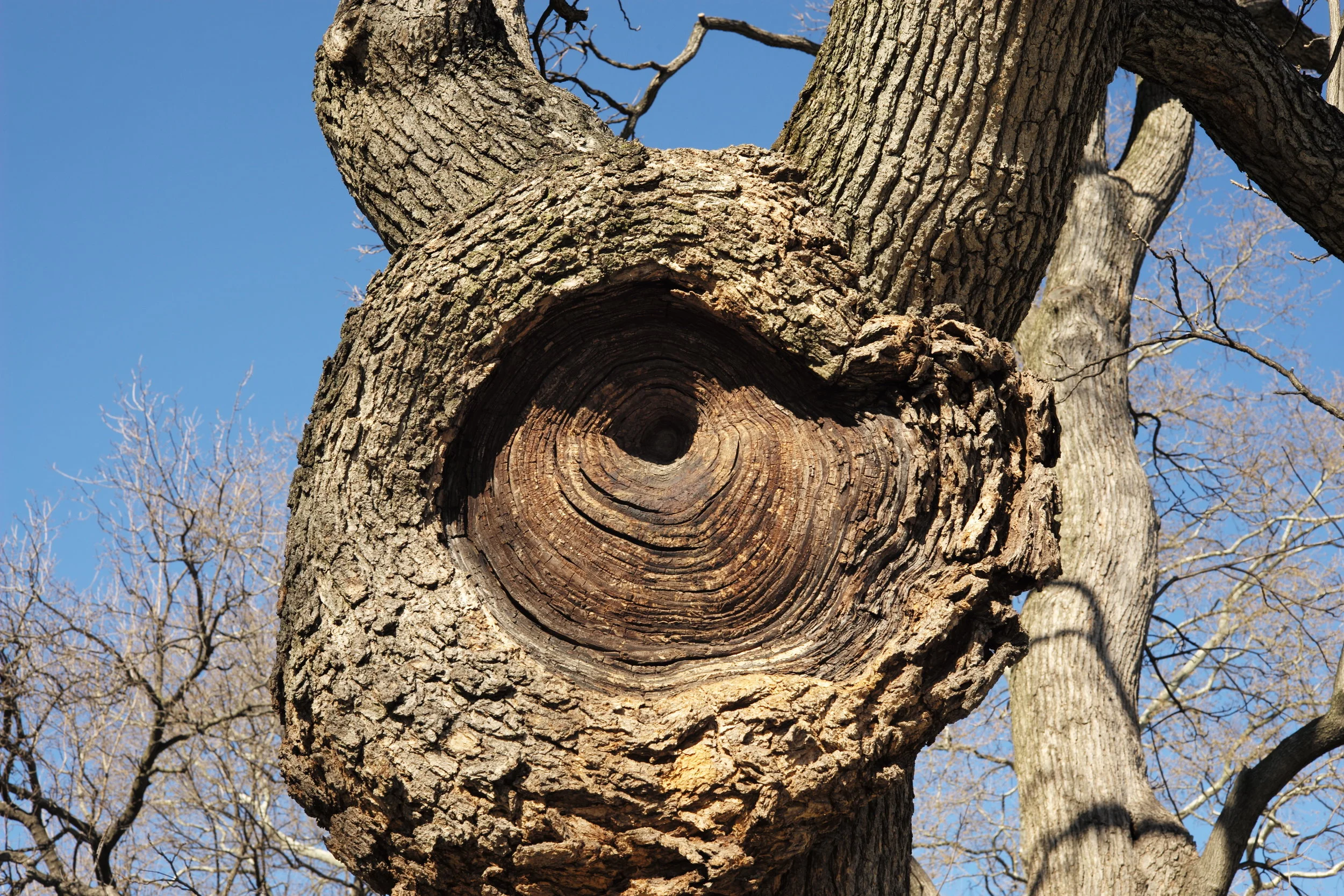 Nature is an Artist