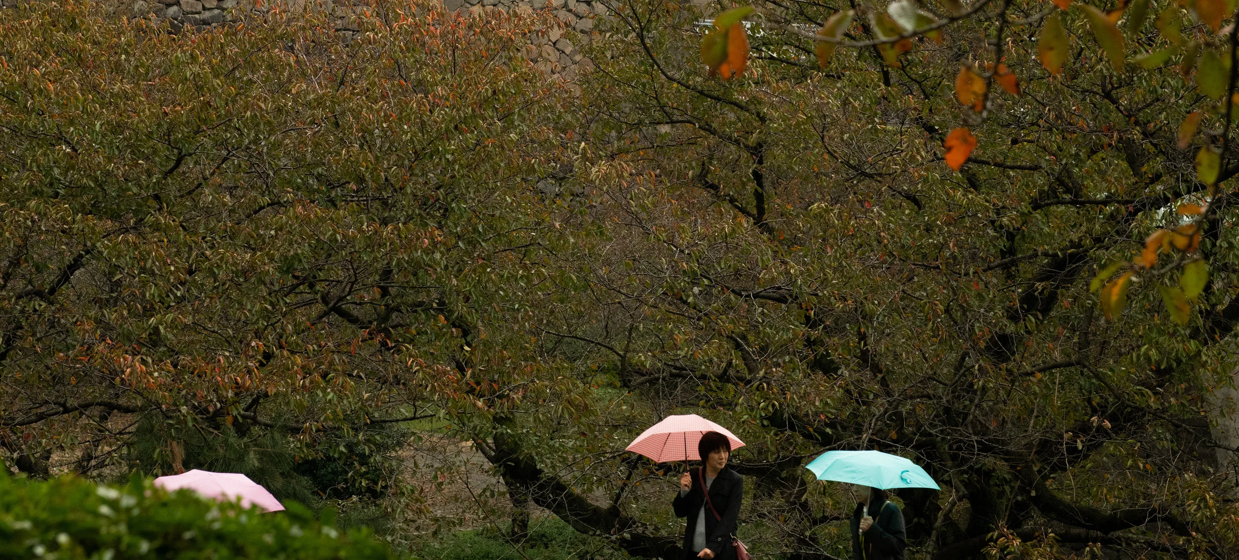 Rainy Afternoon / 雨の午後