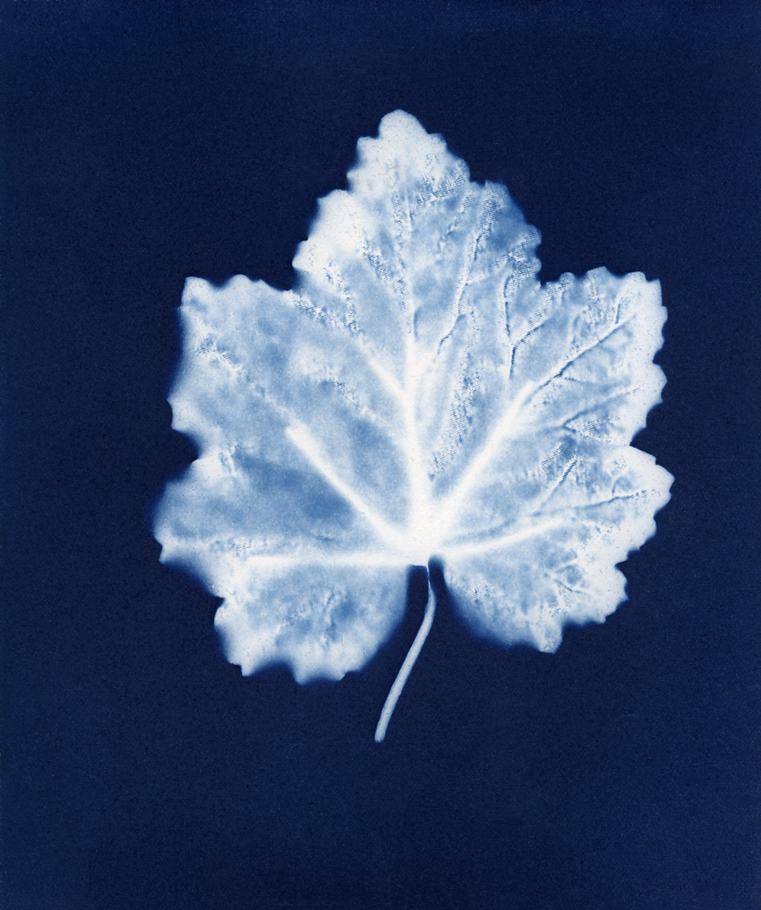 Polystyrin heuchera