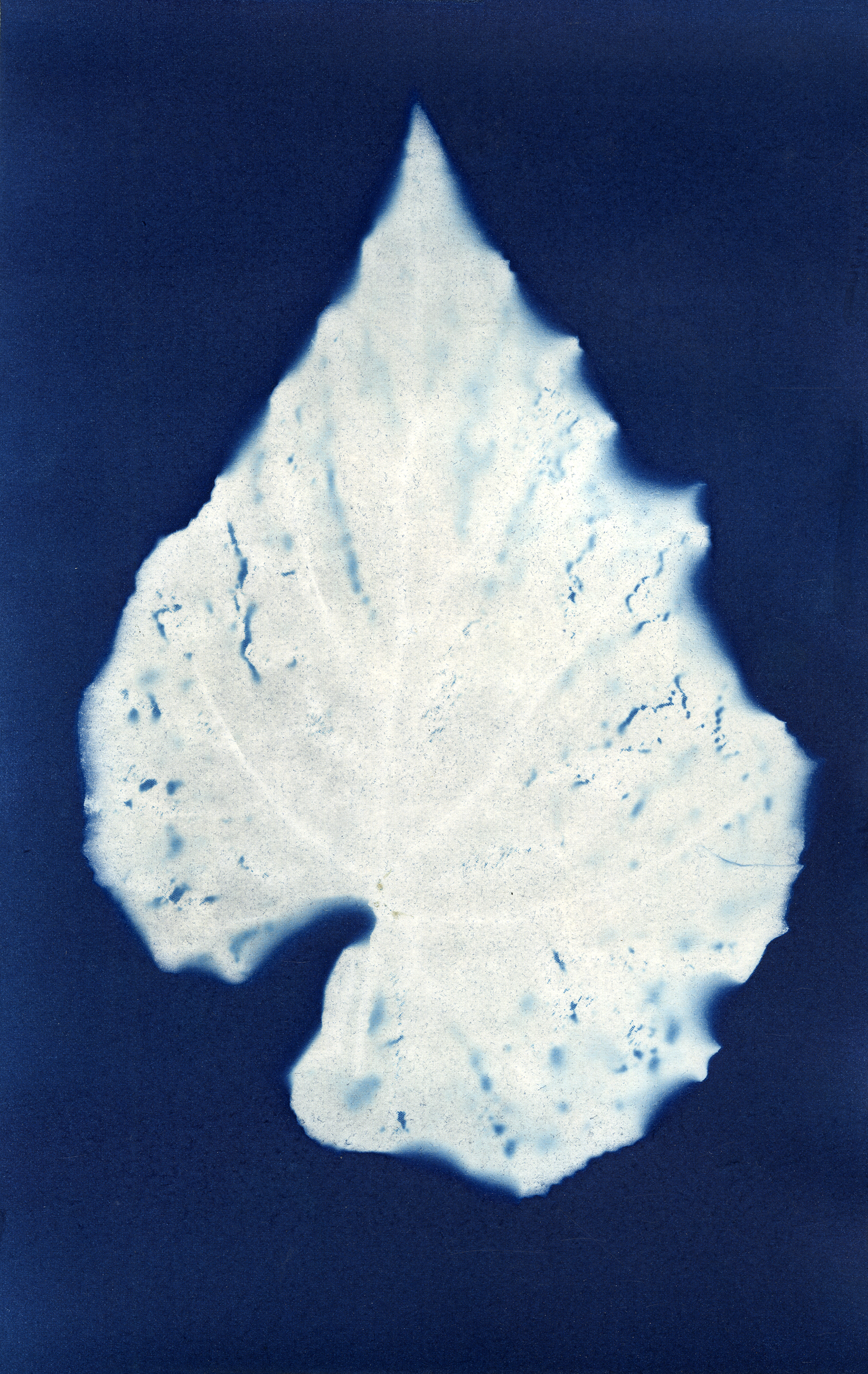 Plasticus syngonium podophyllum