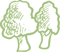 Broccoli.png