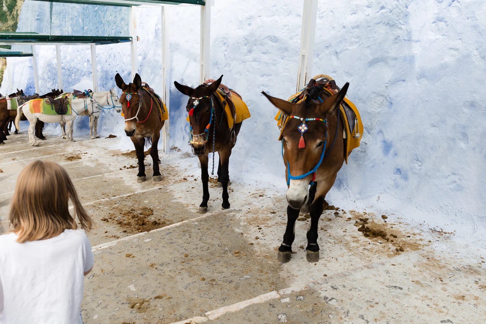 The jingly donkeys - so so cute - colourful and Stinky.