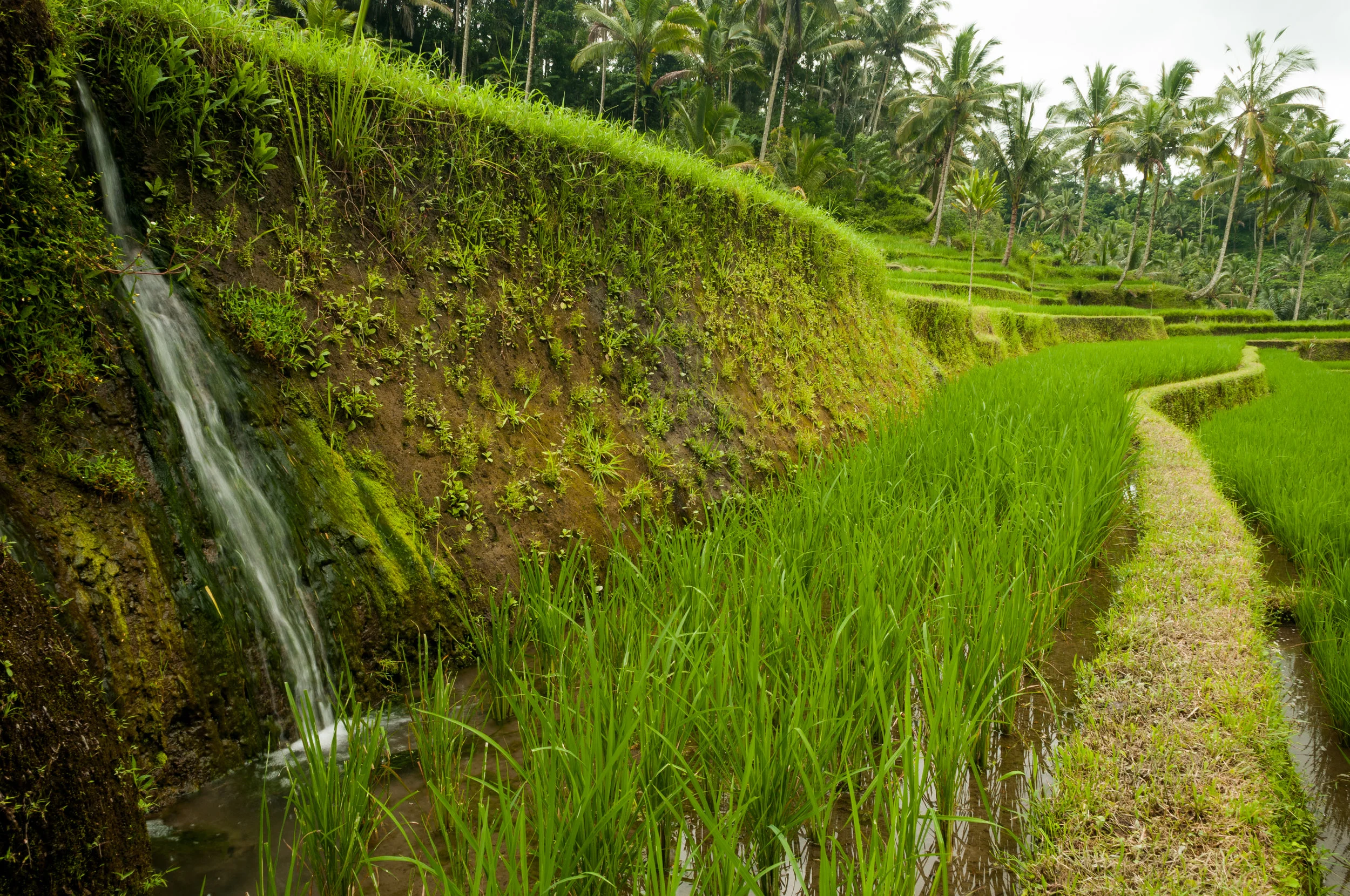 Bali-002.jpg