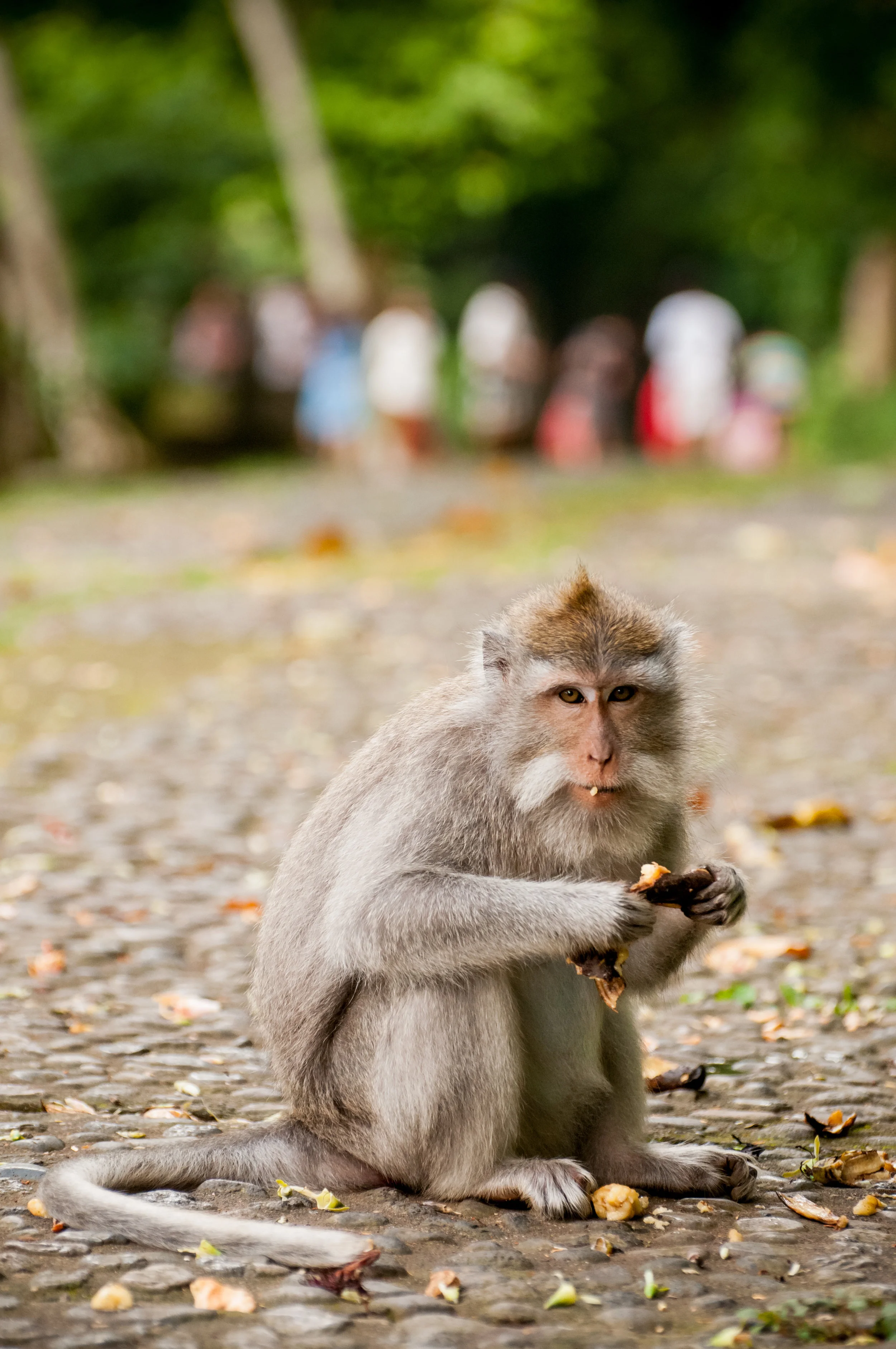 Bali-011.jpg