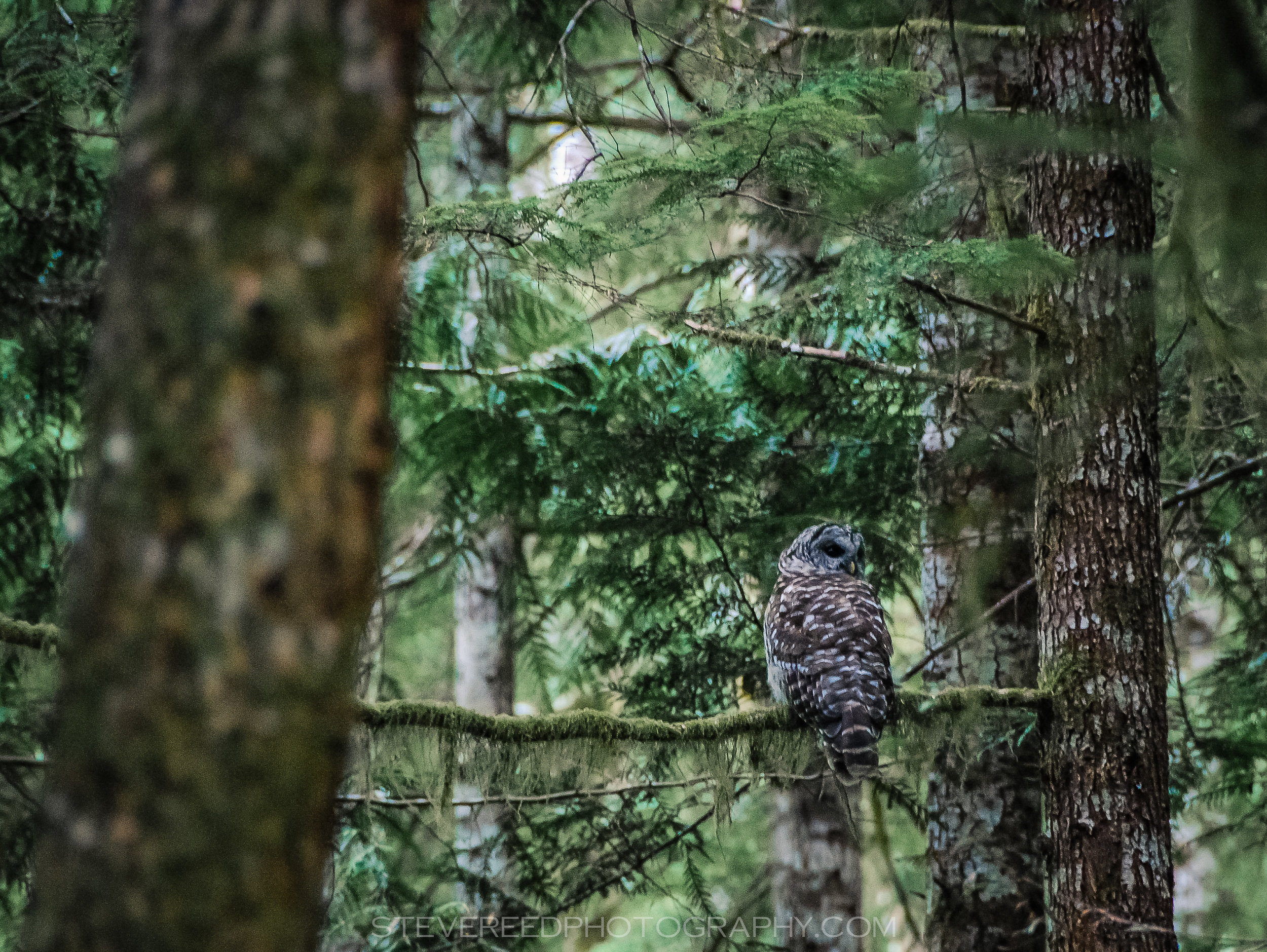 Great Grey Owl #1