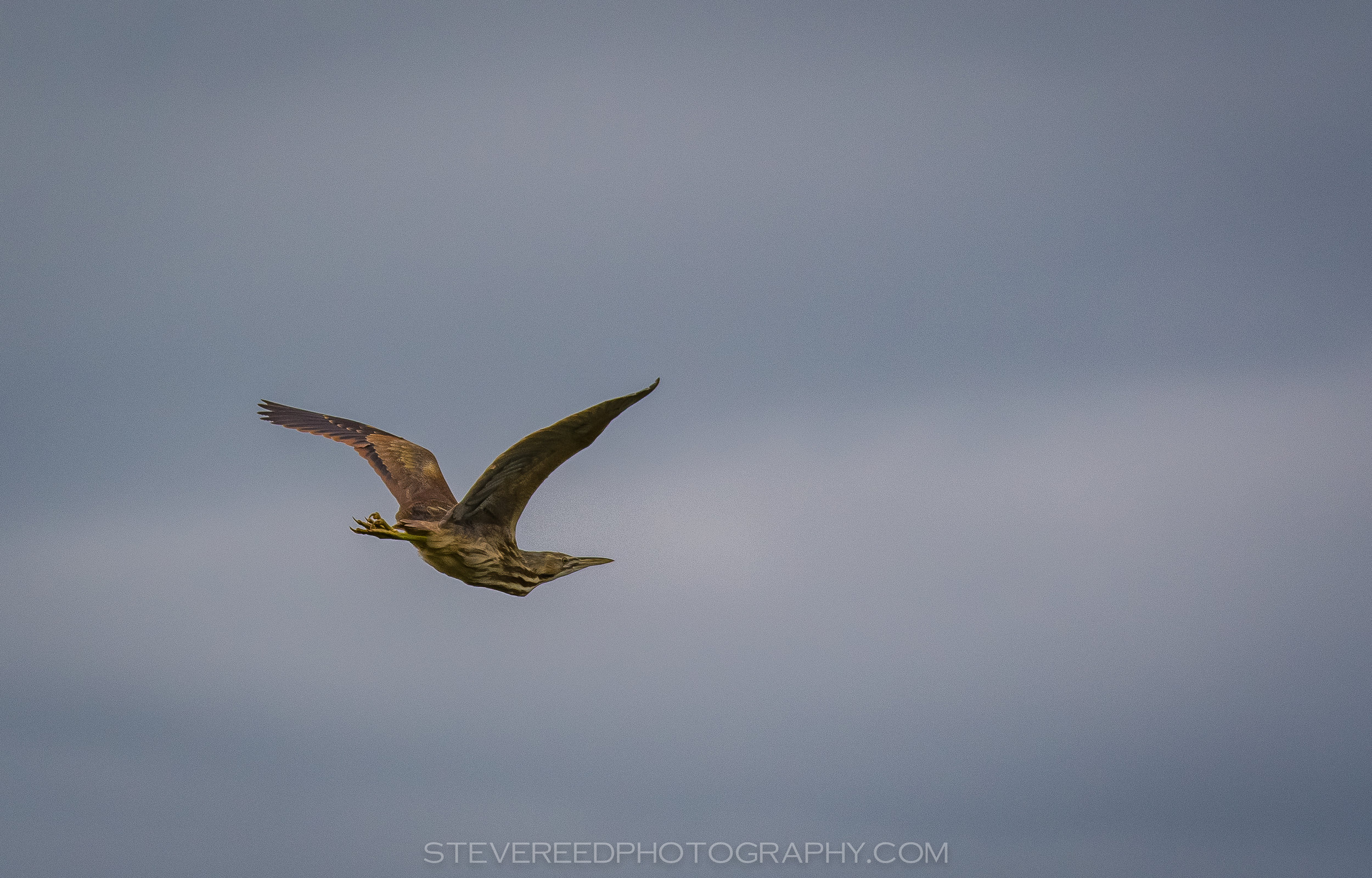 American Bittern