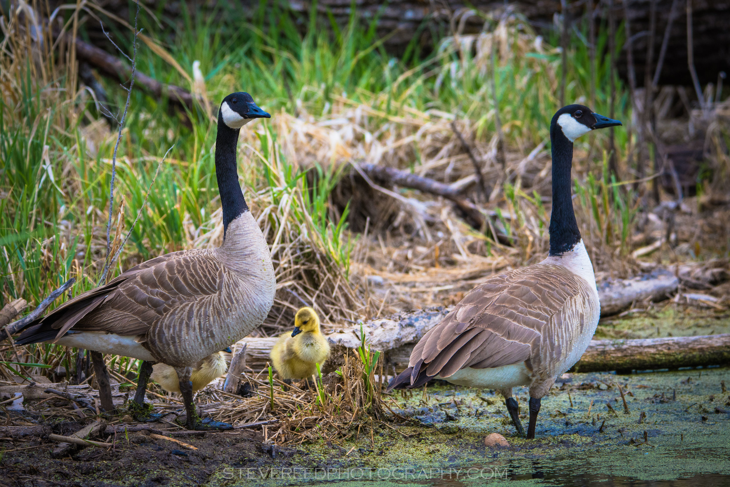 Family of Canada Geese