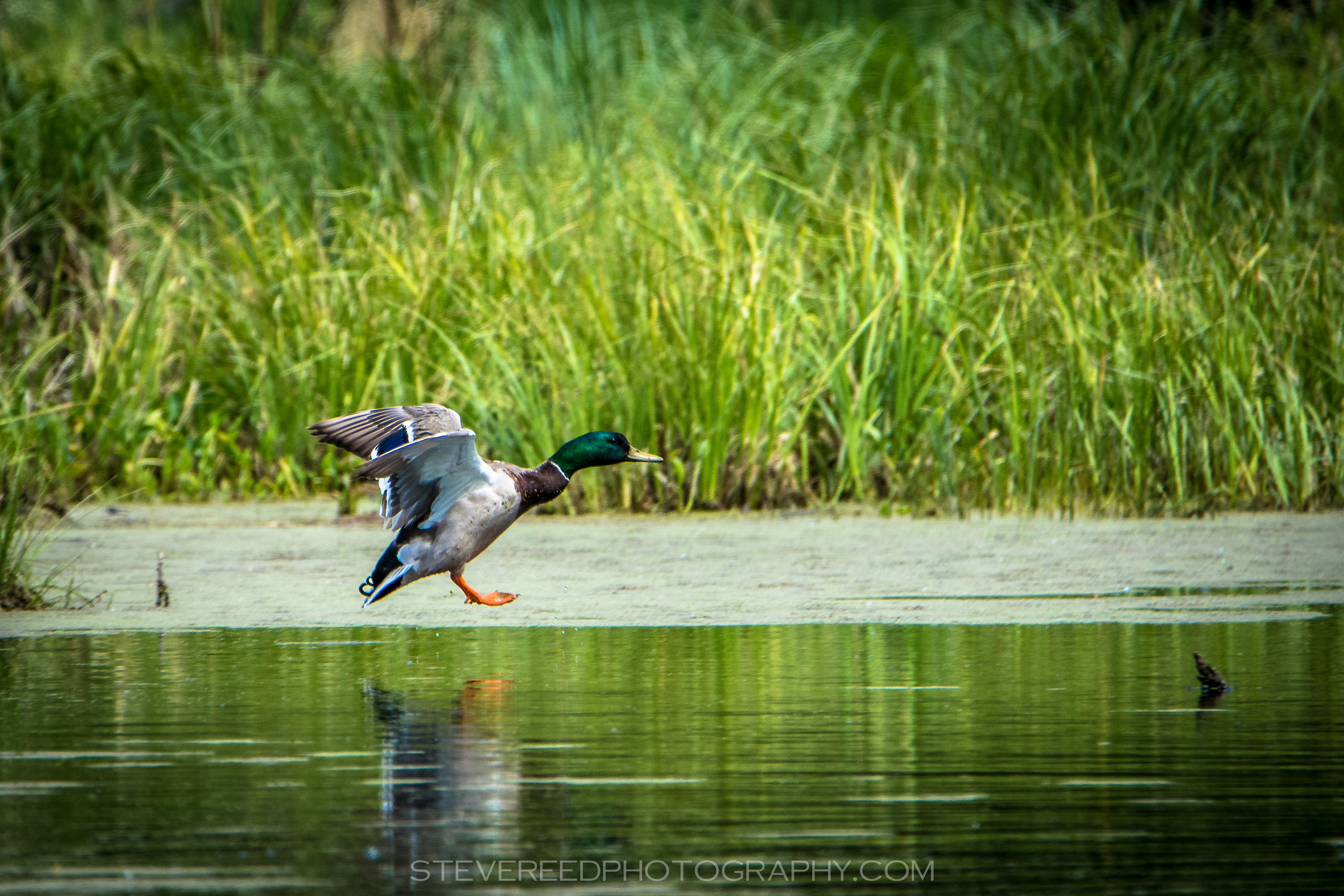Landing Duck