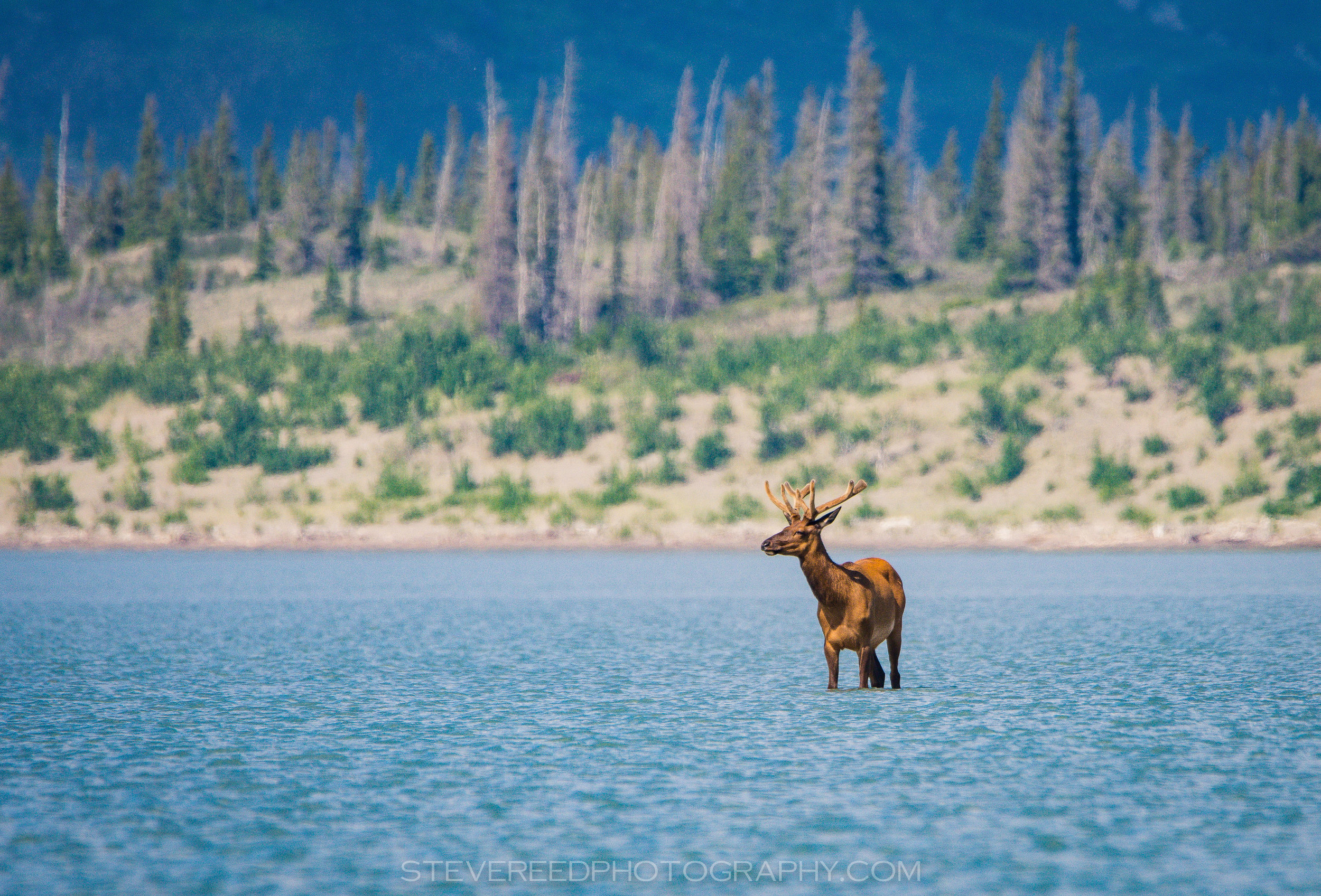 Wading Elk