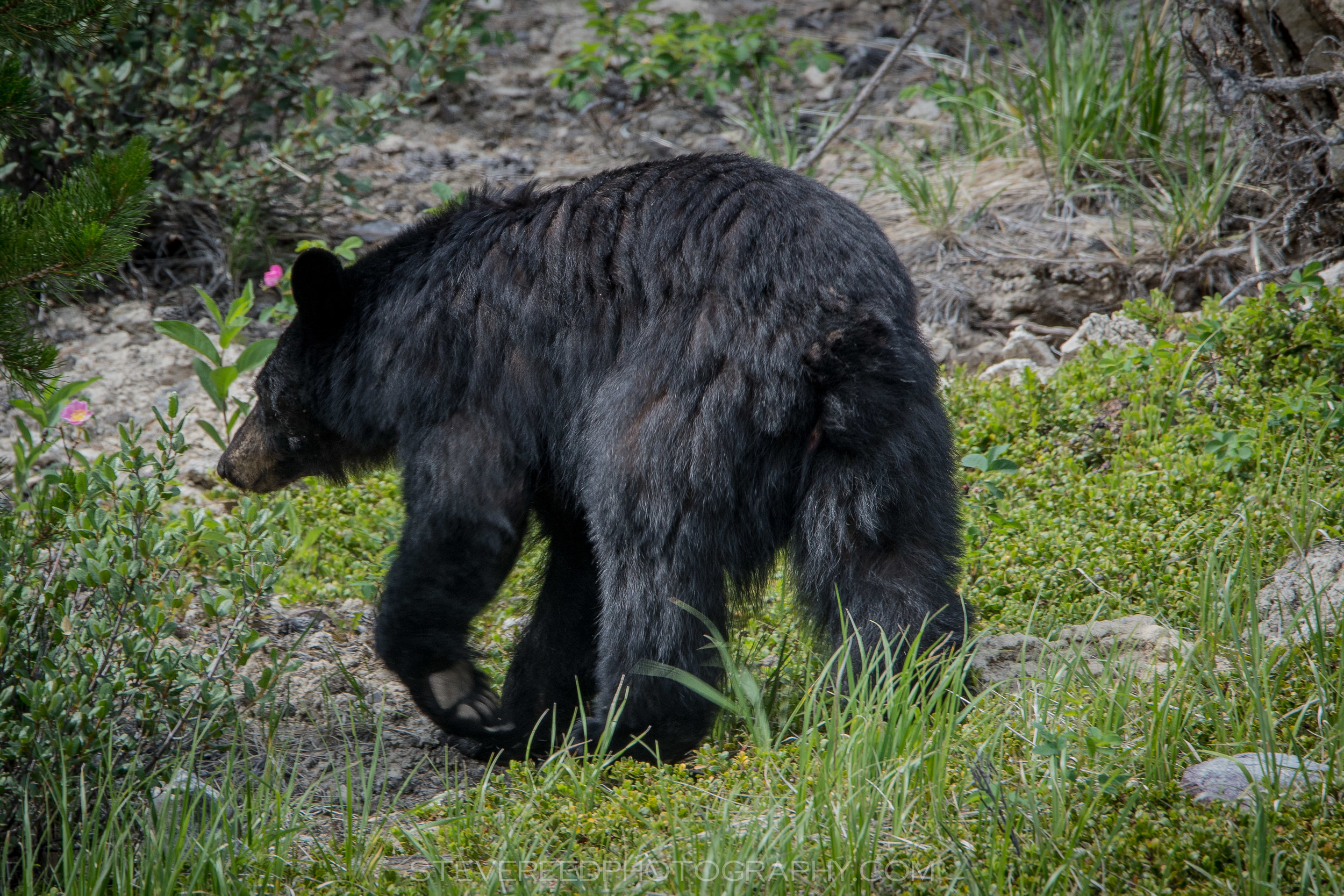 Black Bear