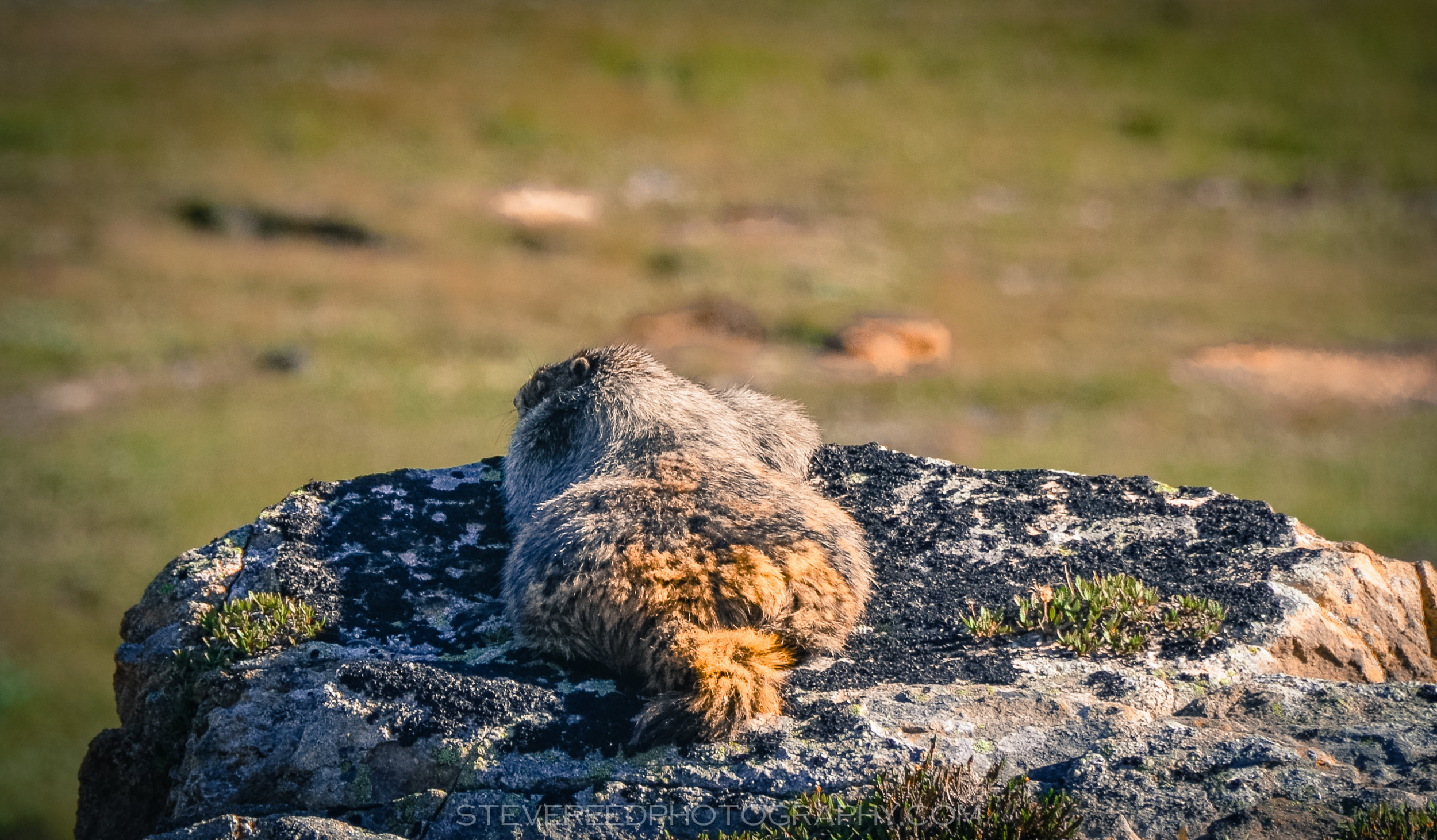 Lazy Marmot