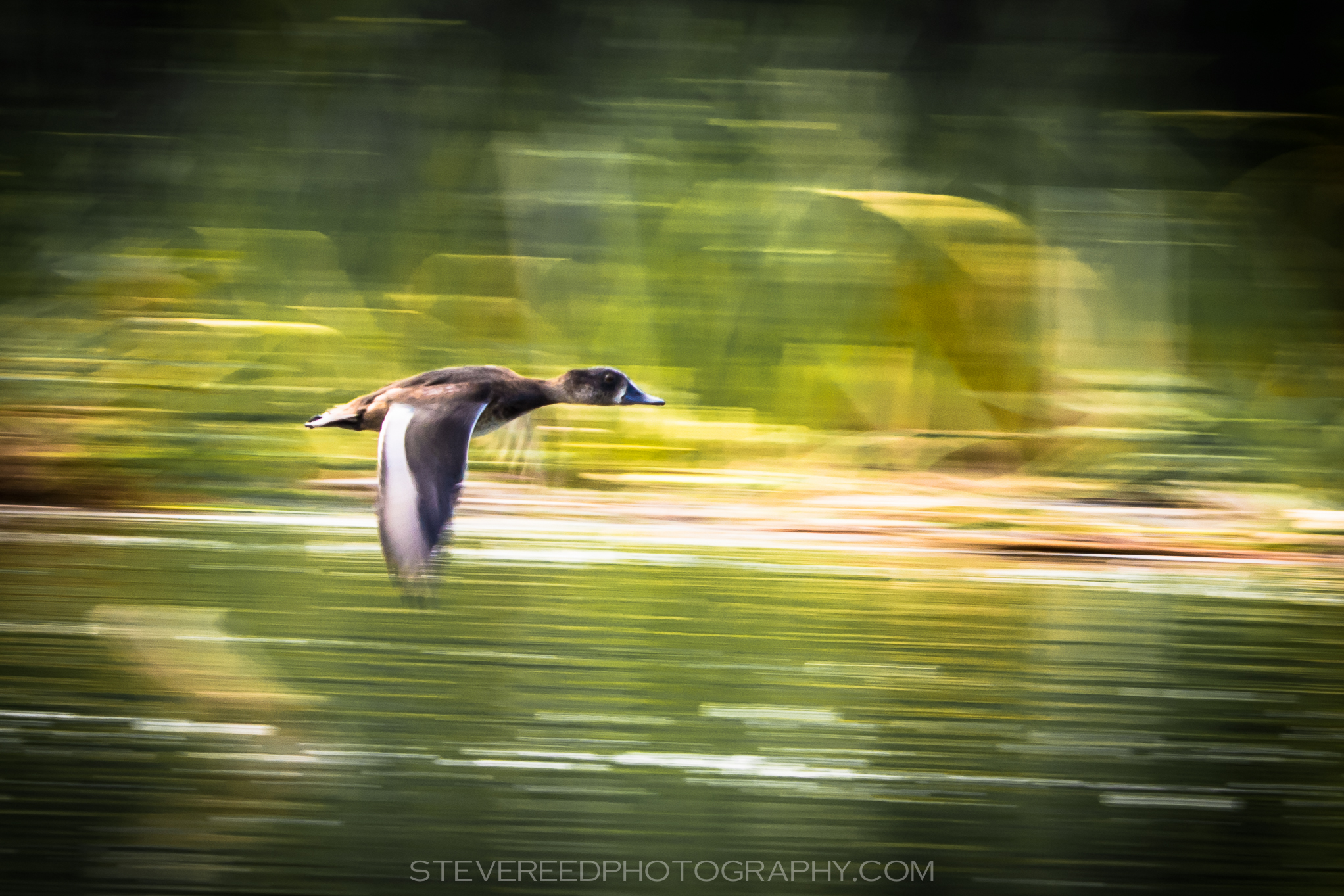 Duck in Flight