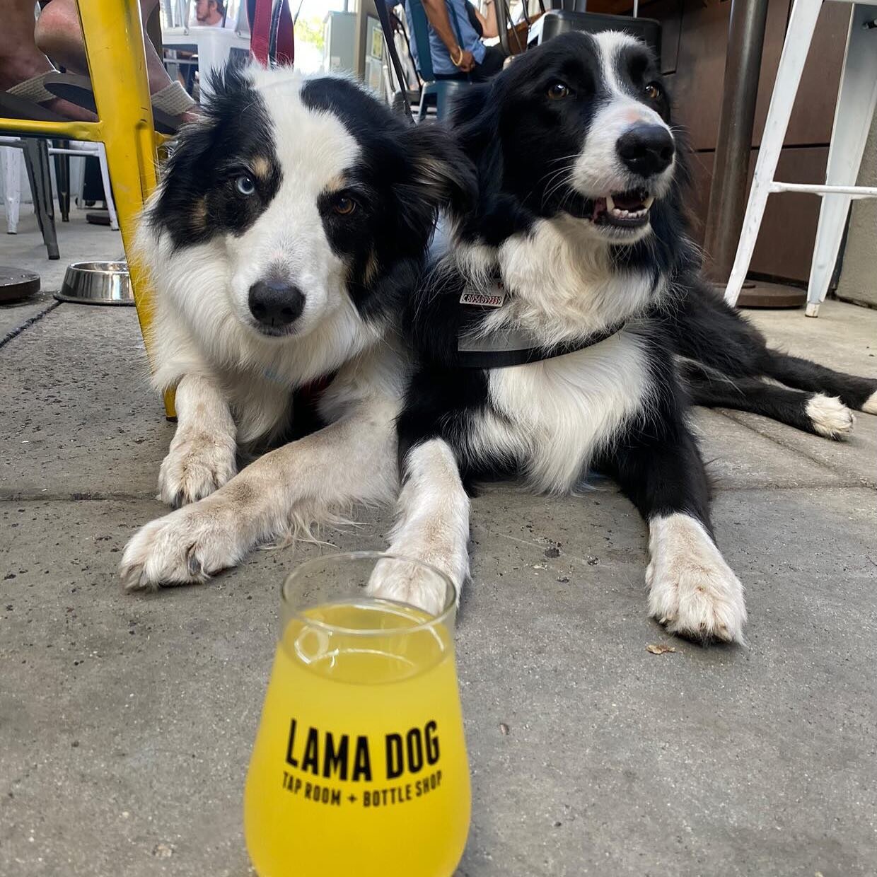 Moments you can count on at Lama Dog.
Come cool off with us with cold pints 🍻 

📷: @amandinediard