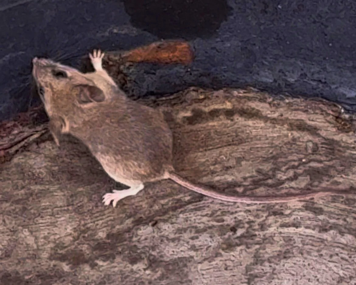 What a Mouse and a Barista Taught Me About Being&nbsp;Human