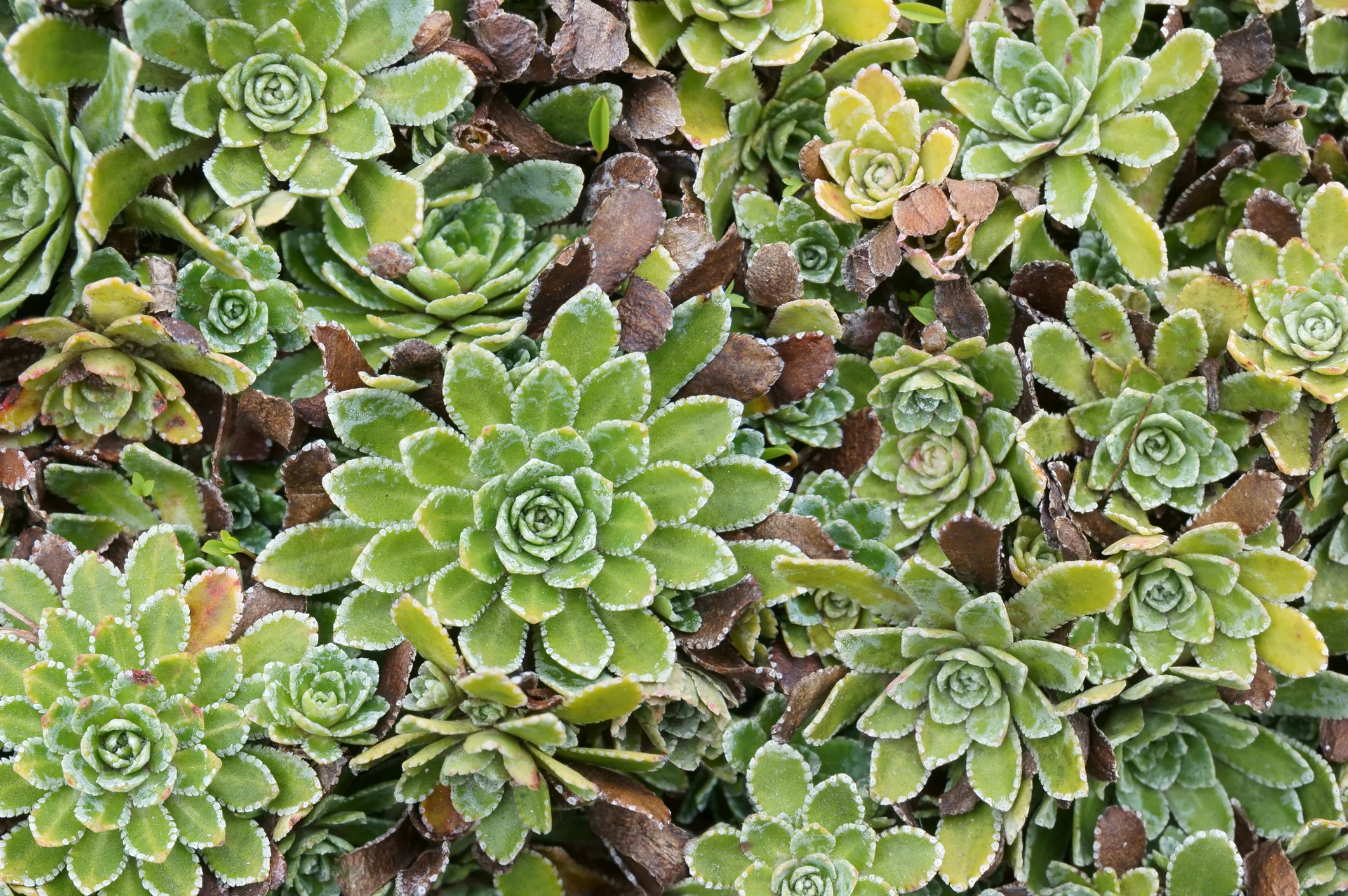 succulents.jpg