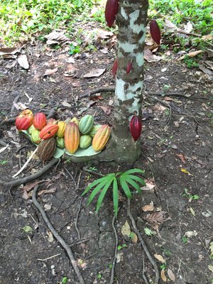 Cacao pods harvested