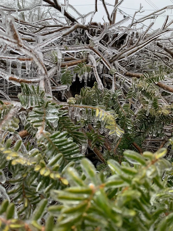 Slumbering greens waiting for Ethereal spring
